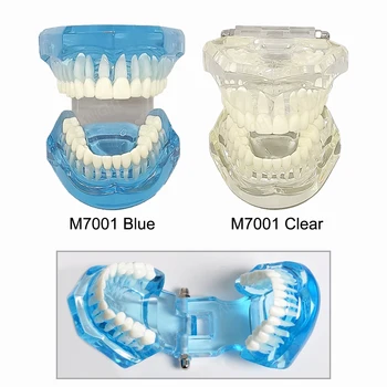 Dentare Modelul 1:1 Dinți De Predare Rășină Modelul Standard Dinții De Adult Model Pentru Stomatologie Studierea Periaj, Folosirea Atei Dentare Demo